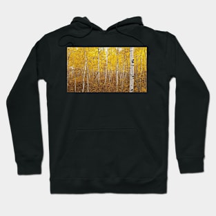 beautiful stand of fall birch Hoodie